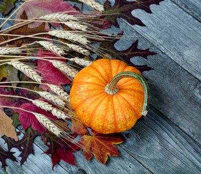 lovely foliage leaves, pumpkin and wheat stalks on naturally aged wood for the Autumn holiday season of Halloween or Thanksgiving background