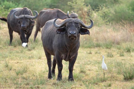 African buffalo, Syncerus caffer
