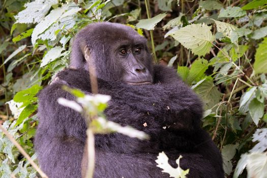 Gorilla, Bwindi National Park, Uganda