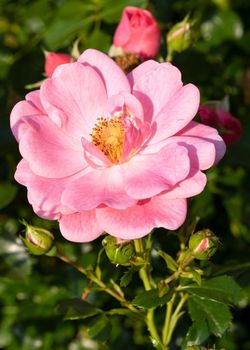 Rose, Rosa