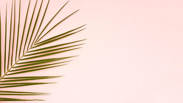 green leaves palm tree with pink copy space background. High quality photo