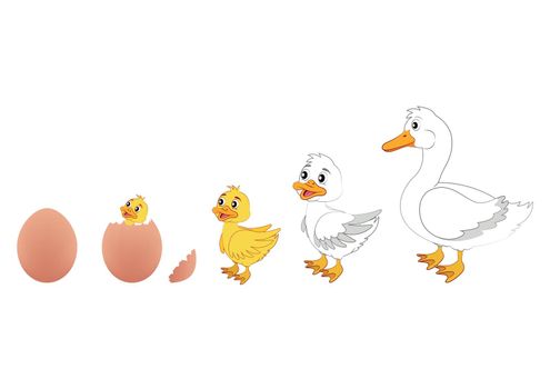 Duck Evolution. Vector Illustration of Duck Evolution. Egg, duckling, duck