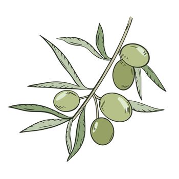 Sprig with olives and leaves, vector illustration.