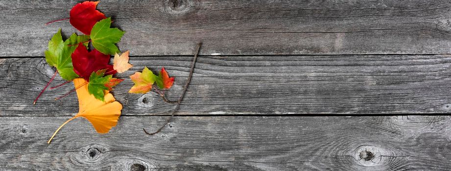 Colorful foliage leaves on naturally aged wood planks for the Autumn holiday season of Halloween or Thanksgiving background