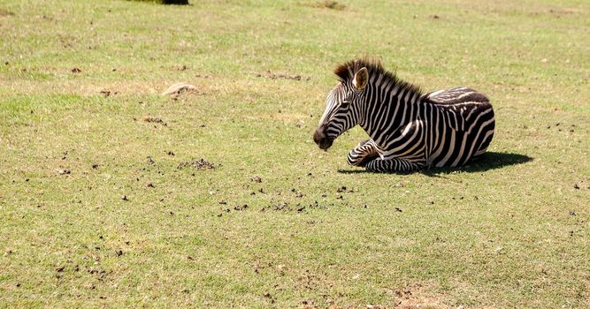 Beautiful black and white Plains zebra Equus quagga