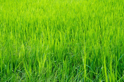 Grass weed in the rice fields