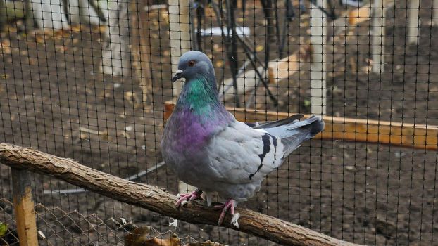 German Modena pigeon.