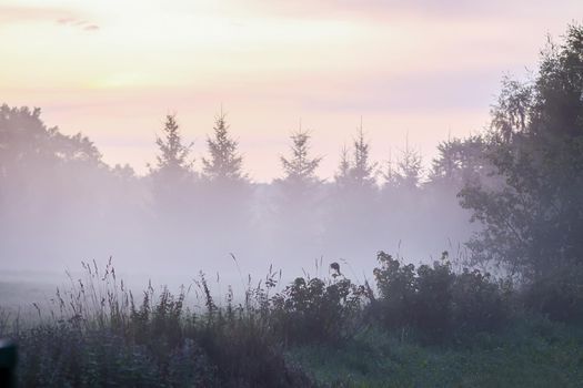 Evening mist on a field in countryside at summer