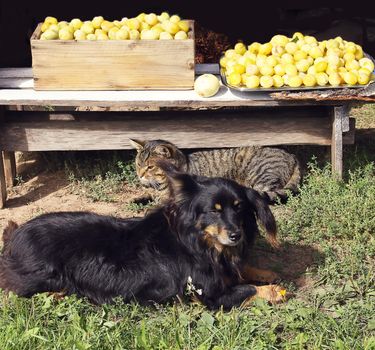 A dog guards the harvest of yellow plums outdoors