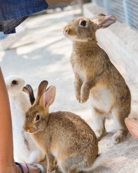 Rabbits in the zoo