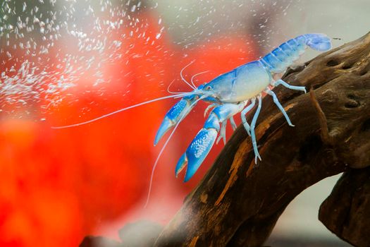 Blue crayfish Standing gracefully