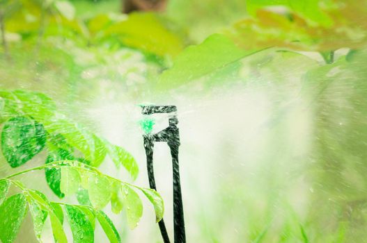 Green leaves of tree and grass watering by an automatic sprinkler in garden. Sprinkler for agriculture. Garden irrigation system. Sprinkler maintenance service. Home service irrigation sprinkler.