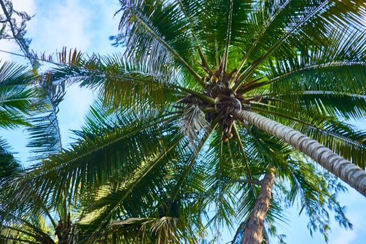 Island palm trees jungle exotic nature tropics