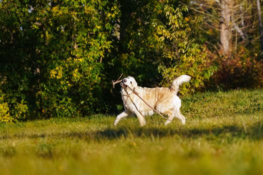 Golden retriever runs with long stick in his teeth on yellow leaves background
