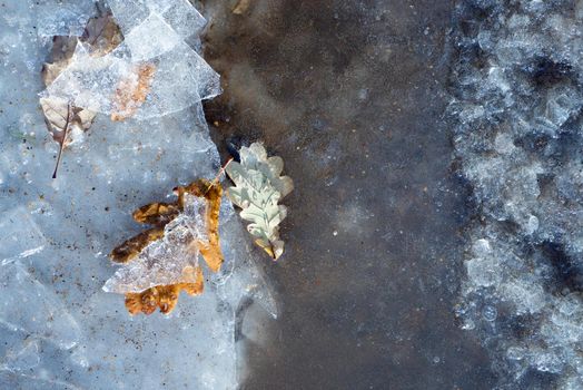Frozen oak leafs on ice background. Time step of changes in young leaves. Concept of death in old age, aging. Different stages of life. Natural texture. Art everywhere concept.