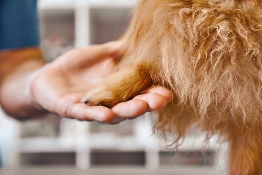 Hello, buddy Hand of a veterinarian holding dog's paw at the veterinary clinic. Pet care concept