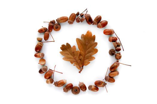 Autumn composition. Frame made of brown dried leaves and acorns isolated on white background. Template mockup fall, halloween, harvest thanksgiving concept. Flat lay, top view, copy space background