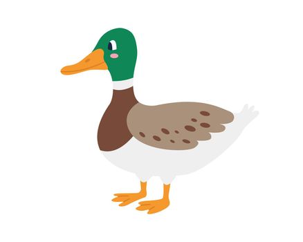 Cute duck drake on white background. Vector image in a flat style. Decor for children's posters, postcards, clothing and interior