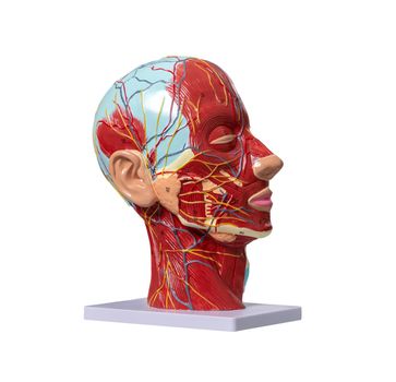 Anatomical artificial model of head in cometology clinic. Maquette of face for doctor use. Isolated on white background