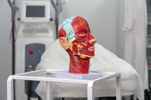 Anatomical artificial model of head in cometology clinic. Maquette of face for doctor use