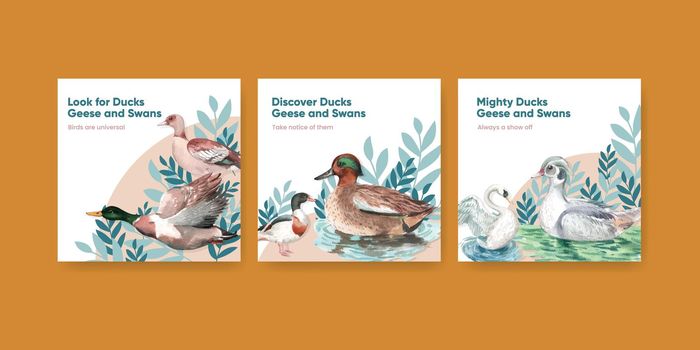 Banner template with duck and swan concept,watercolor style