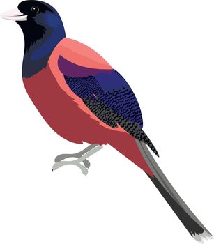 Lidth s jay bird. Cartoon vector illustration