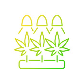 Cannabis cultivation gradient linear vector icon