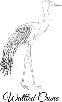 Wattled crane outline bird type coloring vector