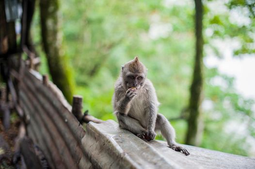 Monkeys in the monkey forest, Bali
