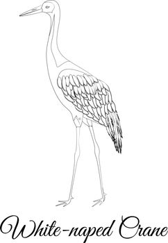 White naped crane bird type vector outline