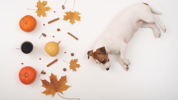 The dog lies next to the autumn flat lei. Pumpkins and maple leaves viburnum and cinnamon and acorns on a white background
