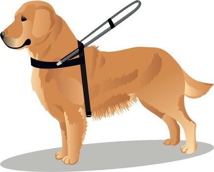 guide dog retriever