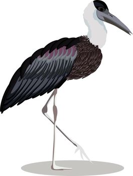 Woolly-necked stork cartoon bird