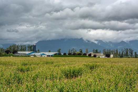 Corn field and agriculture farm on cloudy day in Fraser valley