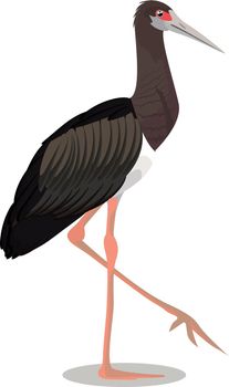 Abdim s stork cartoon bird