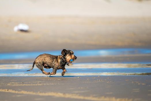 Dog runs on the seashore