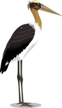 Lesser adjutant stork cartoon bird