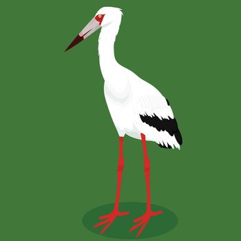 Maguari stork cartoon bird