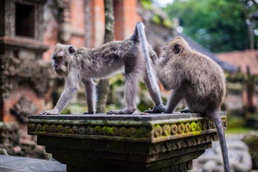 Monkeys in the monkey forest, Bali