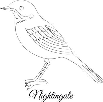 nightingale bird coloring. Vector image