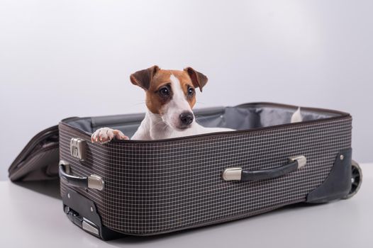 Jack Russell Terrier sits in a suitcase on a white background in anticipation of a vacation. The dog is going on a journey with the owners