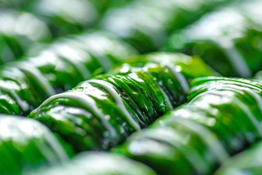 Green colored Turkish dessert baklava placed in rows