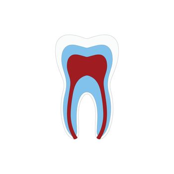 Tooth structure Anatomy with all parts including enamel dentin pulp cavity root canal blood supply for medical science education and dental health care