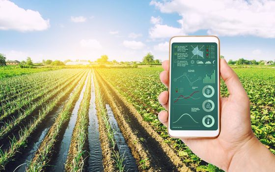 The farmer receives information on the state of the crop and conditions in agricultural field by phone. Process of crop maturation, moisture and soil nutrition. Advanced technologies