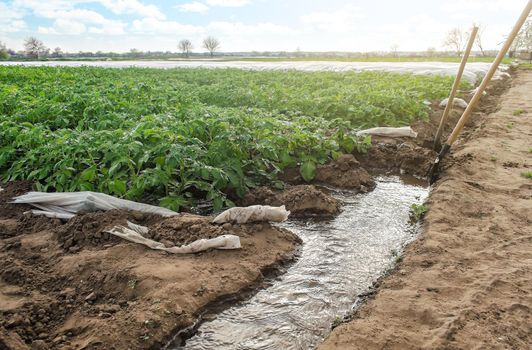 Furrow irrigation of potato plantations. Agriculture industry. Growing crops in early spring using greenhouses. Farming irrigation system. Agronomy and horticulture. Water flow control.