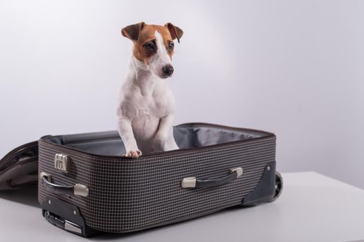 Jack Russell Terrier sits in a suitcase on a white background in anticipation of a vacation. The dog is going on a journey with the owners