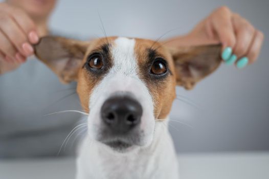 The woman holds the ears of the dog Jack Russell Terrier and pulls it in different directions