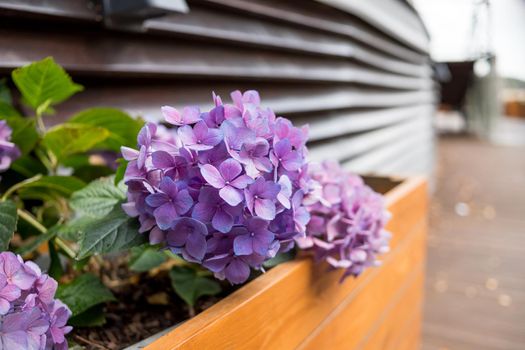 Pink and blue Hydrangea flower ,Hydrangea macrophylla blooming in spring and summer in box in garden. bush of hortensia flowers.Street cafe decoration. Blossom Purple hydrangea flowers in wooden box