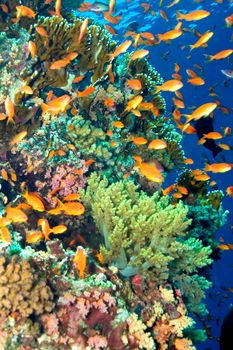Coral Reef Underwater Landscape, Red Sea, Egypt 