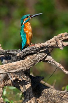 Kingfisher, Monfrague National Park, Spain 